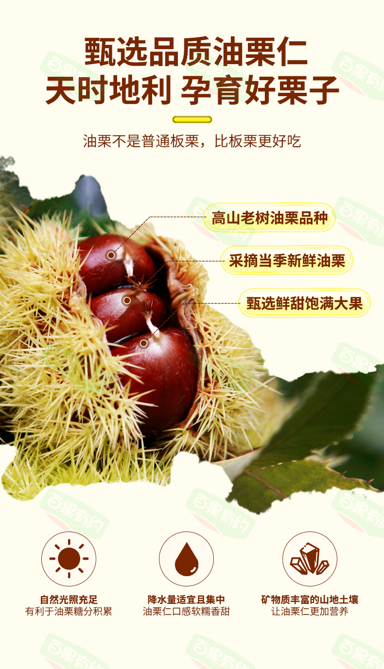 油栗仁 优质原果 香甜软糯 开袋即食整粒原果详情图4